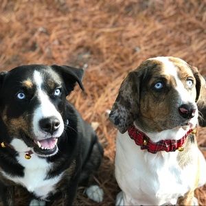 Meet your Posher, Tara